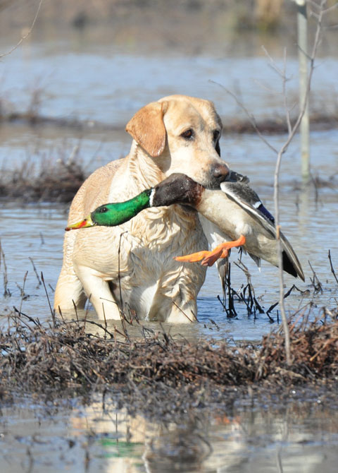 Lovački pas - Page 7 Dog-with-duck